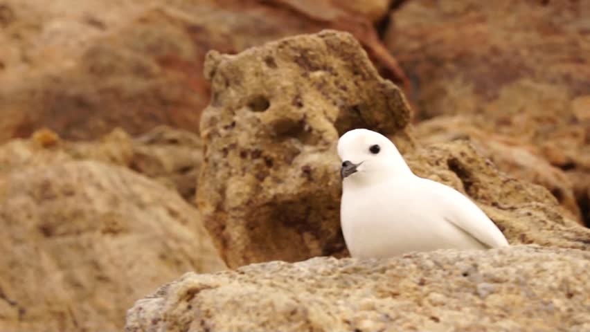 Snow petrel in Antarctic rocks close up