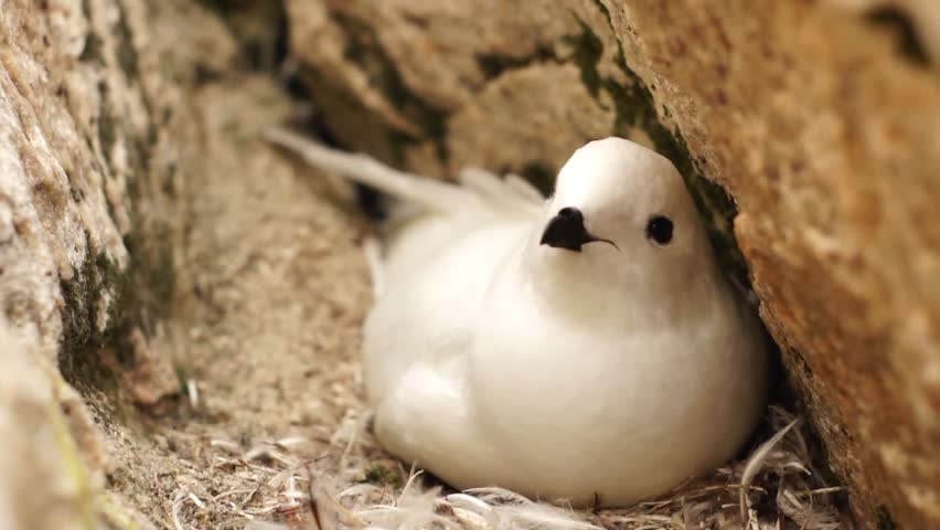 Snow petrel in Antarctic rocks close up