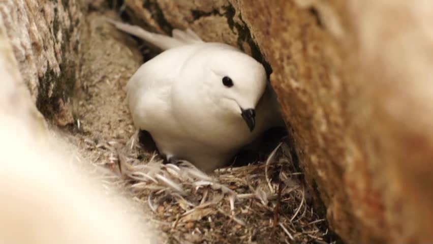 Snow petrel in Antarctic rocks close up