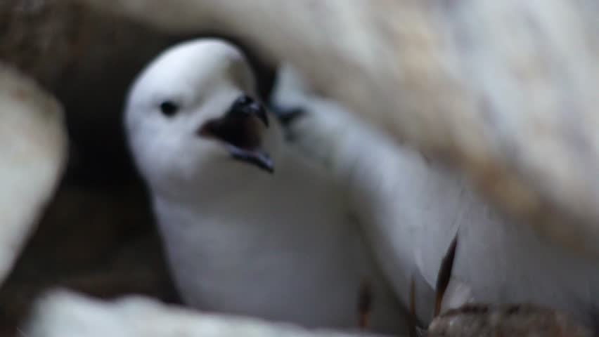 Snow petrel in Antarctic rocks close up