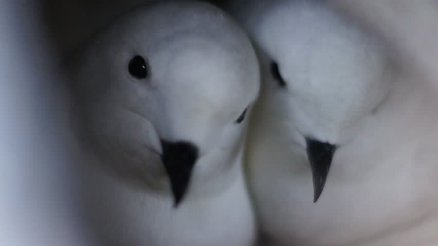Snow petrel in Antarctic rocks close up