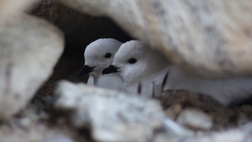 Snow petrel in Antarctic rocks close up