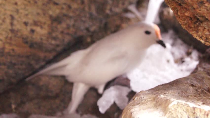 Snow petrel in Antarctic rocks close up
