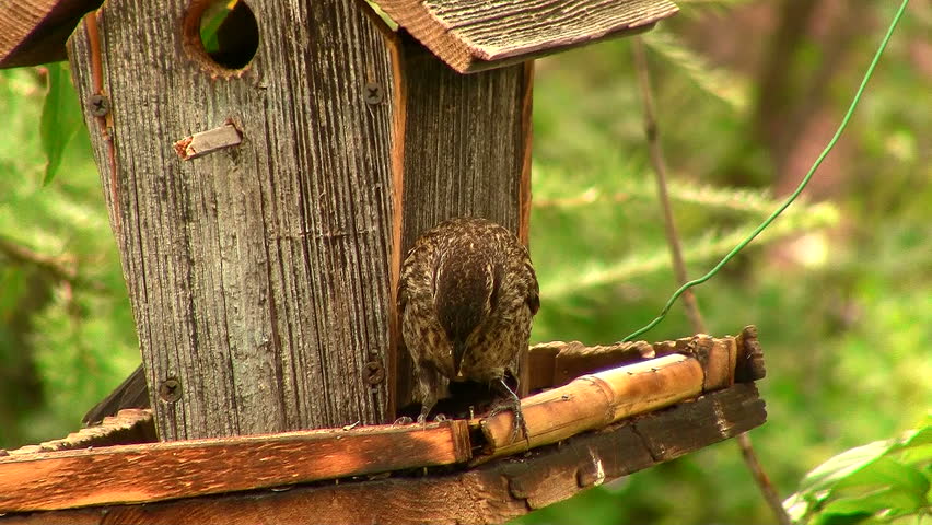 female red wing black bird