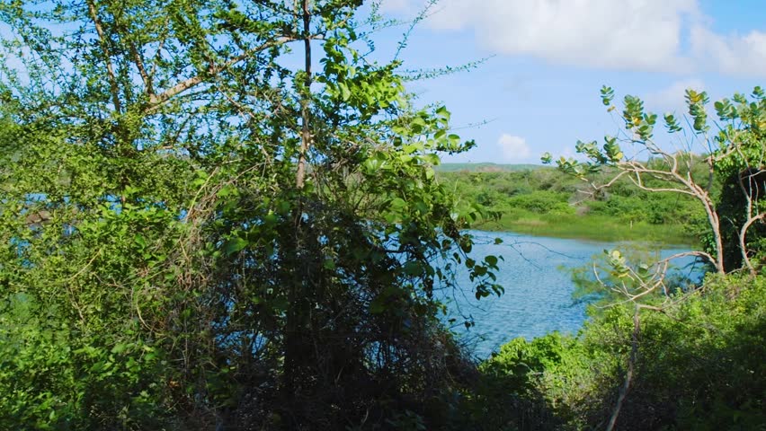 This is a nature shot from green jungle forest in Curacao island, Caribbean region.