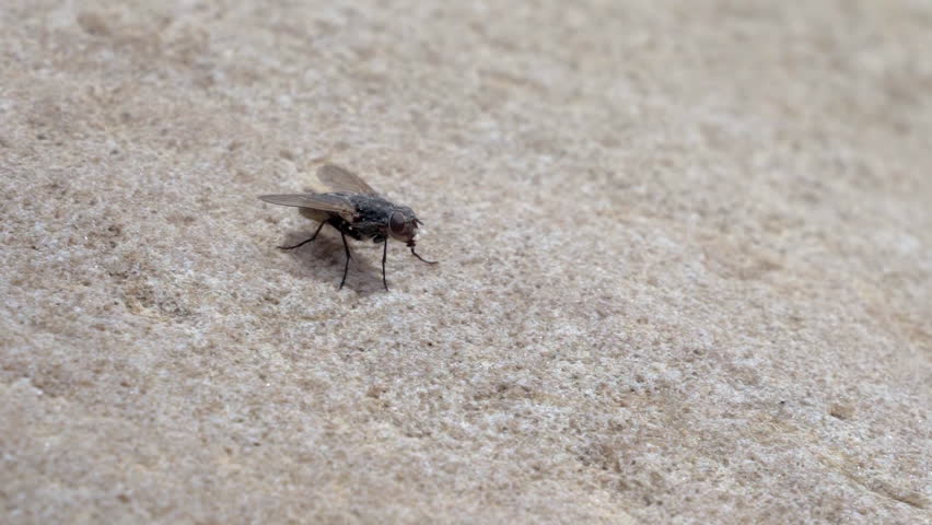 Extreme close up of a fly on a rock