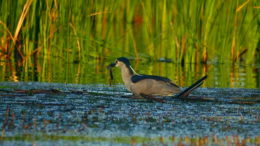 Black-crowned Night-Heron (Nycticorax nycticorax) on the hunt  in search of fish
