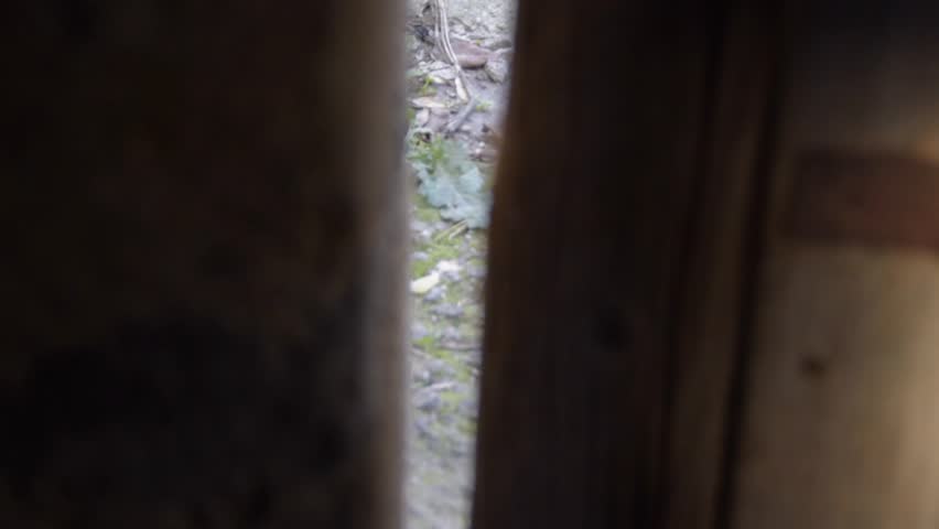 cat puppy appearing behing a wooden door in the countryside
