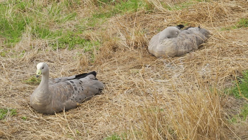 Two Cape Barren Geese resting at the nobbies centre on Phillip island
