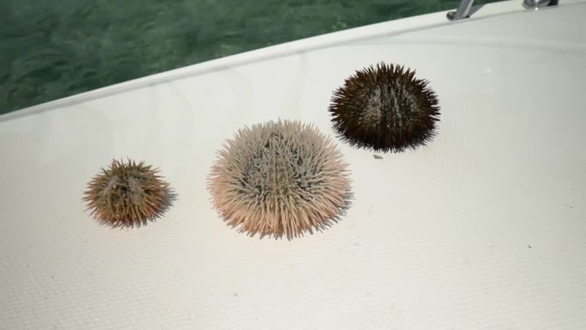 Sea urchin on a boat