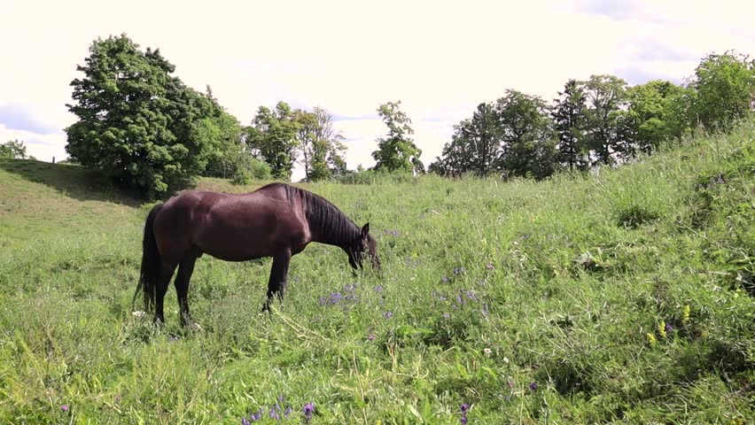 Brown horse grazes on the lawn. The farm animal eats grass in the field, the sun shines brightly.