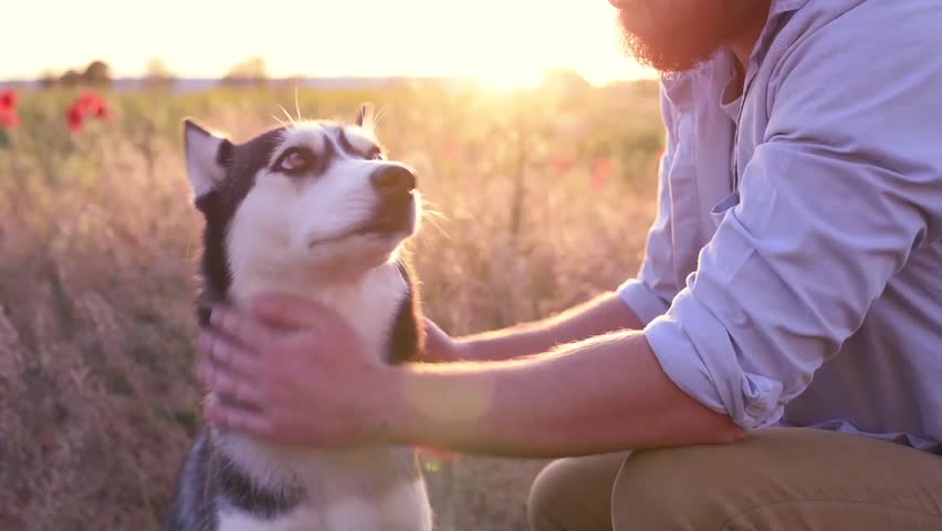 Man with beard stroking his Siberian huskies dog in a field at sunset
