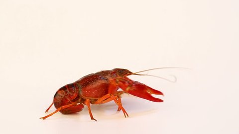 Crayfish Walking on White Background