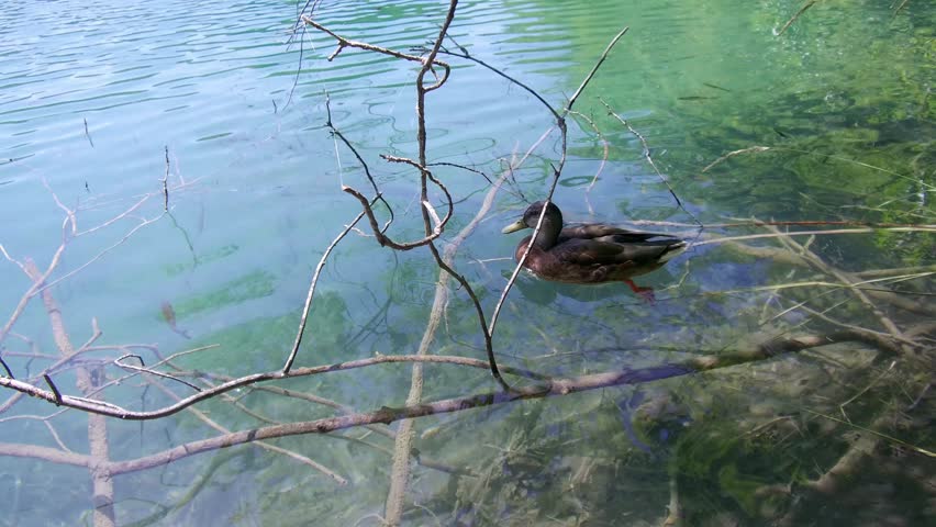Tracking shot of two ducks swimming in crystal clear waters of Plitvice Lakes National Park over fishes