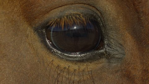 Extreme close up of a horse eye