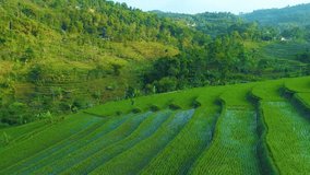 Aerial View of Rice Field Terrace and Rural Area in the Sunrise, Bandung, West Java Indonesia, Asia