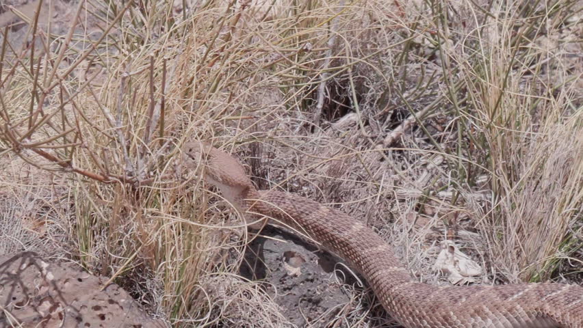 This is a shot of a western Diamondback Rattlesnake Crawling in slow motion. Shot on a Panasonic GH5 at 120fps
