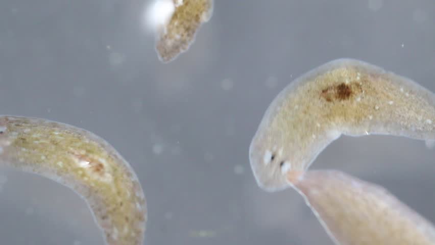 Planaria Stock Video Footage - 4K and HD Video Clips | Shutterstock