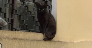 4K summer day video footage view of happy relaxed pitch black furry cat sitting by window pane and watching cameraman, resting on cloudy summer Saturday afternoon in old town Torzhok, Russia