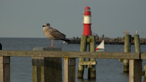 Seagull at the Harbour Entrance, Warnemuende, Rostock, Mecklenburg-Western Pomerania, Germany