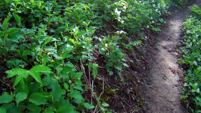 Hiking trail in Ontario