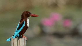 Kingfisher bird perching on bamboo pole looking for food till dark  with blurred pink lotus in background, close up side view.
Bird kingfisher living by the pond, hd video.