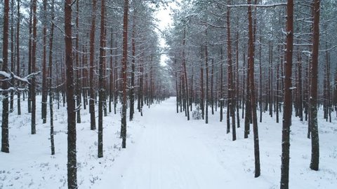 Snow covered road in forest in winter dolly shot slow motion