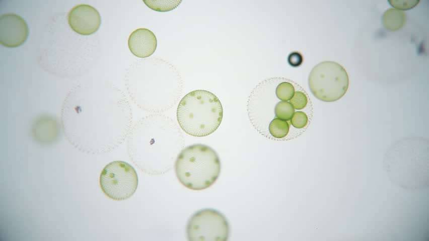 Beautiful microscope rotating colonies bacteria cells  - volvox aureus microscopy, corona virus, covid | Shutterstock HD Video #1013749205