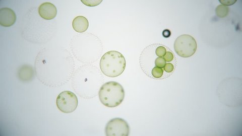 beautiful microscope rotating colonies bacteria cells  - volvox aureus microscopy, corona virus, covid
