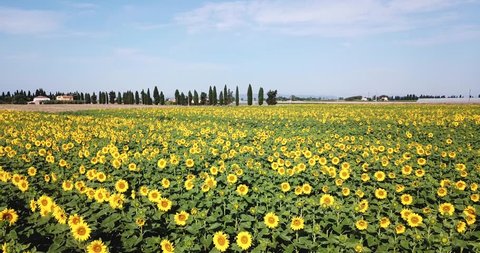 Piombino, Toscana, Italy. Aerial view of sunflowers field in rural area