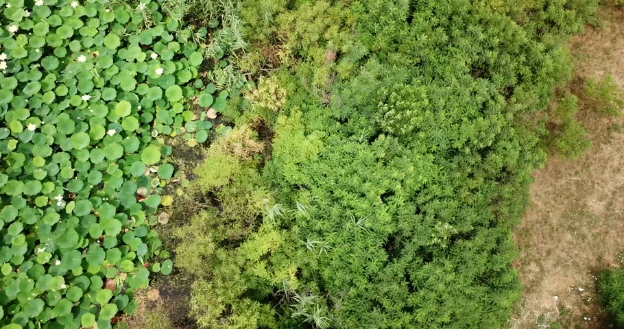 Stunning aerial drone stock footage of flowering lotuses on the lake near the road in Krasnodar Krai of Russia.