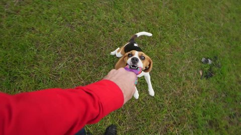 Man playing with dog, tug rope toy and turn around, beagle grasp other side and fly about. Slow motion POV shot, funny pet shake head, long ears flap in air