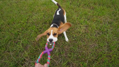 POV playing with funny Beagle, tug rope toy, slow motion shot. Doggy hold strong other side by chews, pull and shake head, long flappers fly around. High angle wide shot from owner perspective