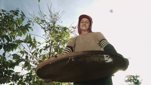 Woman selecting coffee beans with a sieve. Coffee farmer woman selecting picking fresh red ripen arabica coffee at coffee plantation