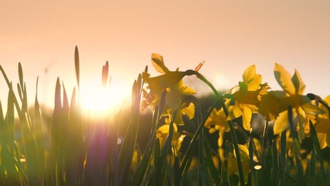 Daffodils Flower Field Backgroun Beautiful Landscape Nature Flowers, Yellow Sun Vídeo Stock