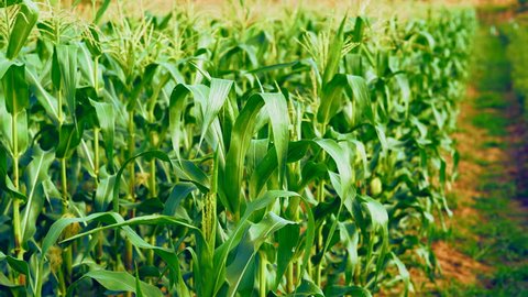 Maize or corn organic planting in cornfield. It is fruit of corn for harvesting by manual labor. Maize production is used for ethanol animal feed and other such as starch and syrup. Farm on blue sky