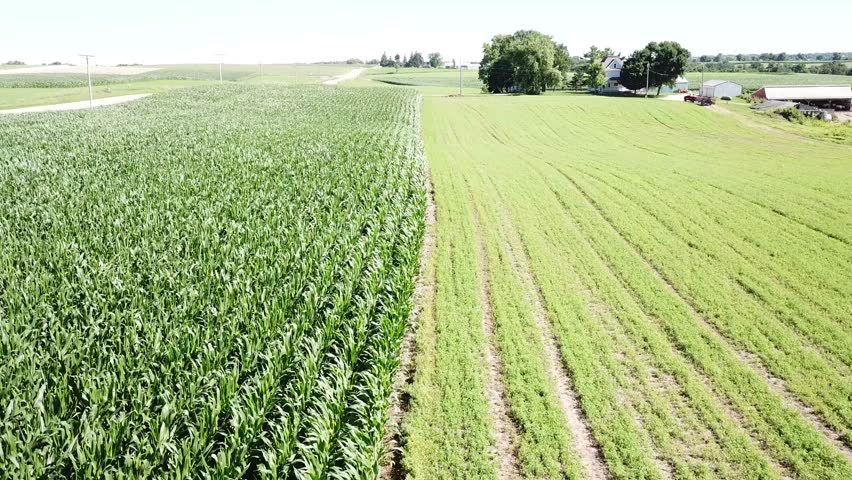 Corn crop and hay fields in a stiff wind, fly towards farmhouse. Filmed on Wisconsin dairy farm near Mt Horeb.