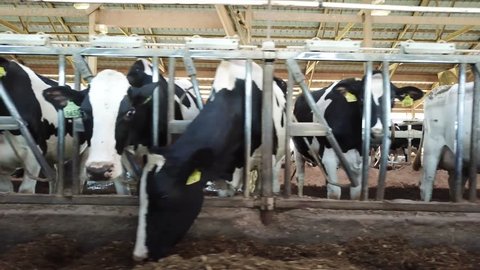 Dairy cows feeding on modern family farm, close low angle pan 3. Filmed on Wisconsin dairy farm near Mt Horeb.