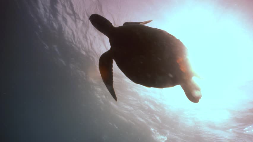 Sea Turtle Descending After Breathing Surface Stock Footage Video (100% ...