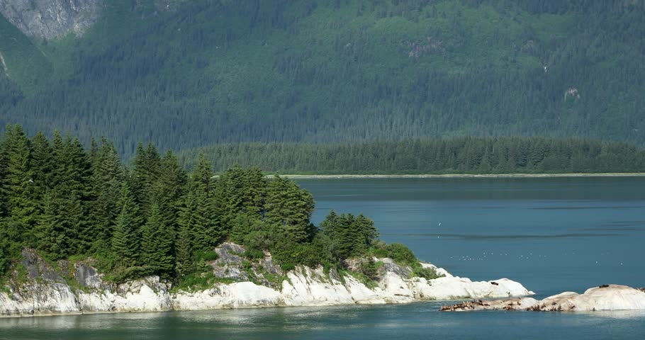 Sea lions and birds by an island at the Gulf of Alaska.