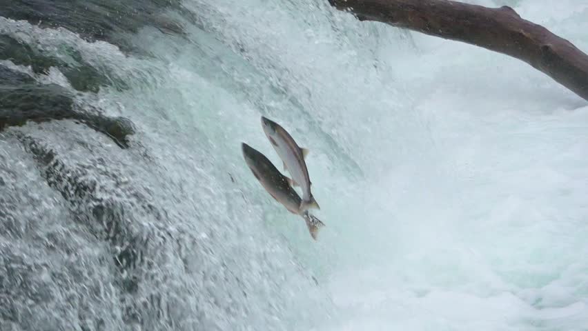 Migrating Salmon Jumping up Brooks falls at Katmai National Park, Alaska in Slow motion