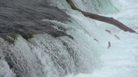 Migrating Salmon Jumping up Brooks falls at Katmai National Park, Alaska in Slow motion