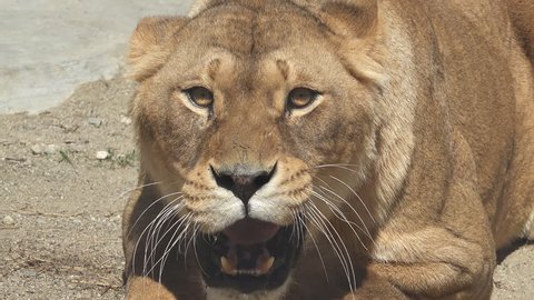 Portrait of aggressive lioness attacking