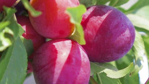 ripe fruit plum