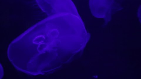Jellyfish swimming in the ocean