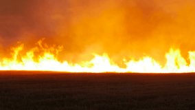Strong fire burning in wheat field after harvest close up video