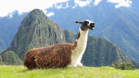 Llama in the top of the Machu Picchu Archieological Lost City of the Inca