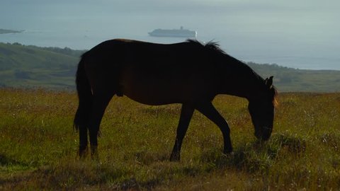 Wild Horse in Easter Island of Chile