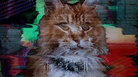 beautiful cool disco cat with intentional overlayed video distortion and glitch effects.