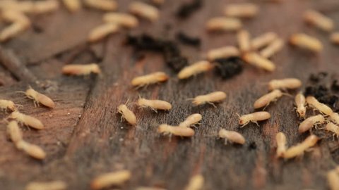 Dozens of termites mills about on a board